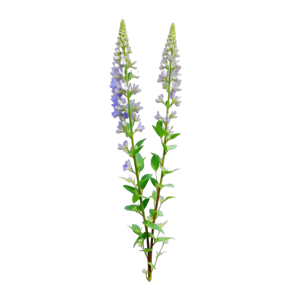 Large-Leaved Lupine
