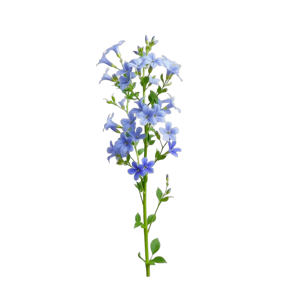 Wild Blue Phlox