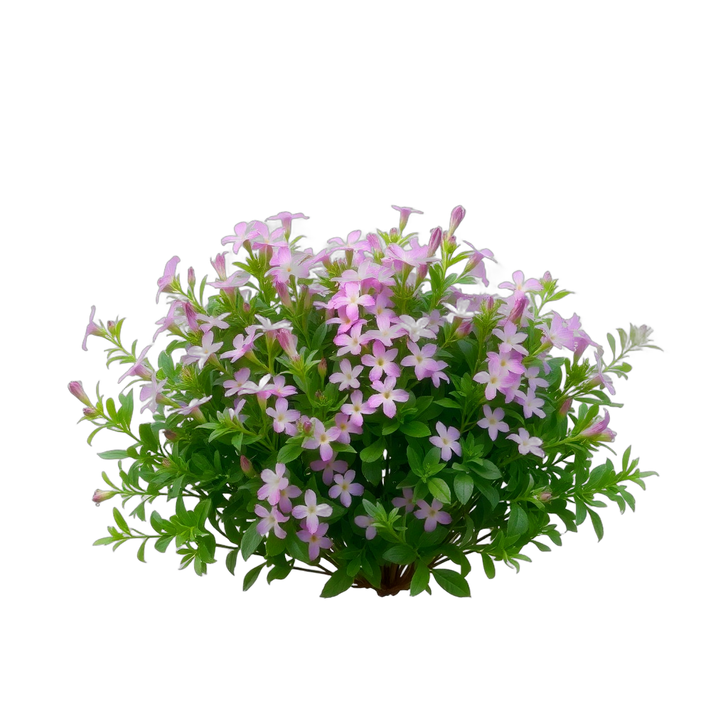 Creeping Phlox for Modern/Minimalist gardens in Pittsburgh