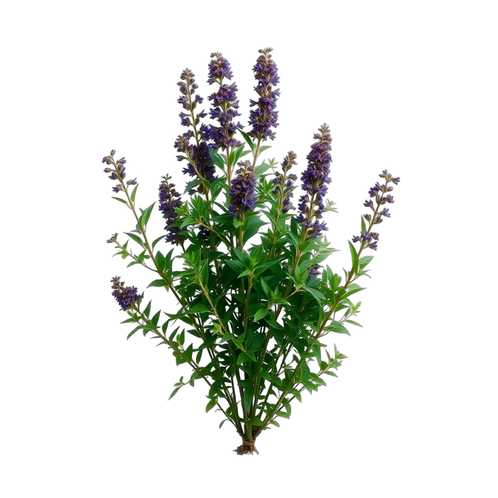 Black Sage